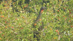 Penelope obscura