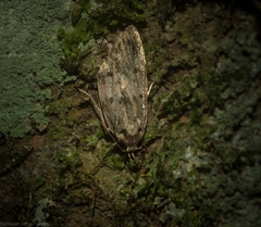 Barea nymphica