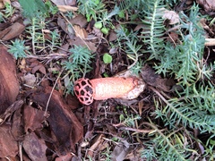 Lysurus periphragmoides