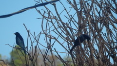Molothrus bonariensis