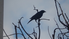 Molothrus bonariensis