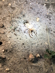 Eremobatinae