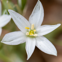 Ornithogalum montanum