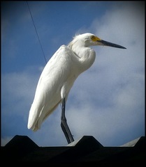 Egretta thula