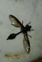 Salpingogaster