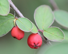 Cotoneaster alaunicus