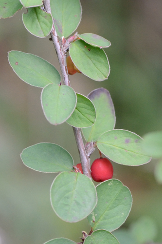Cotoneaster alaunicus, photograph 1