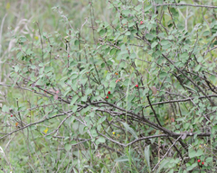 Cotoneaster alaunicus, photograph (c) Fyodor Pudovikov, some rights reserved (CC BY)