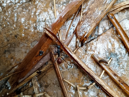 Dinomyrmex gigas gigas
