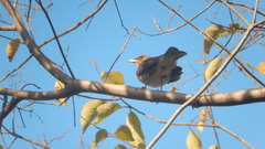Turdus amaurochalinus