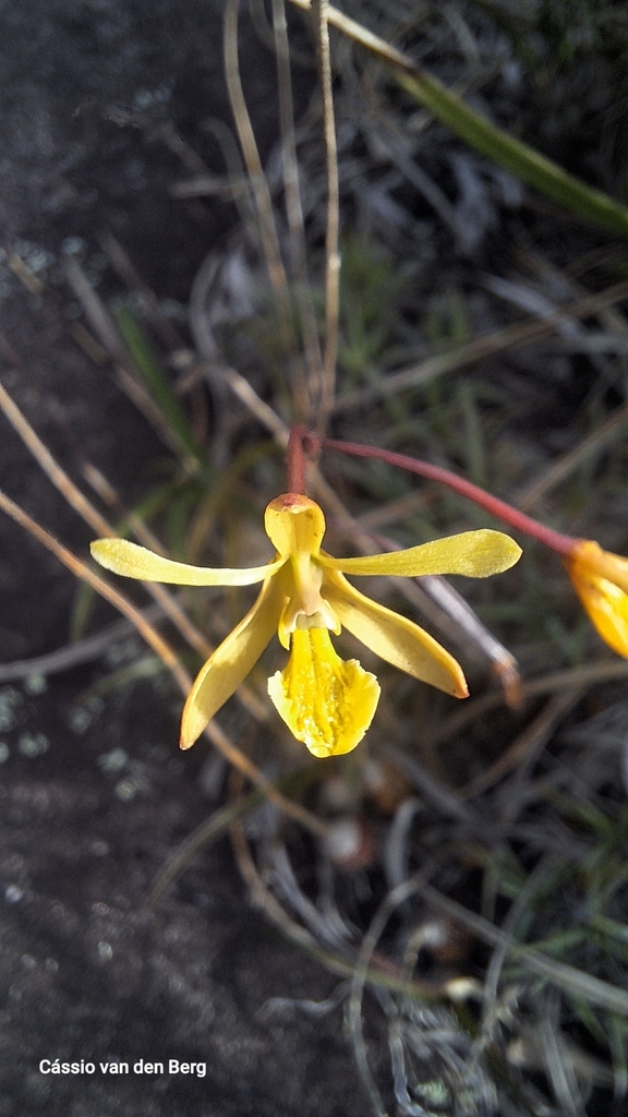 Pseudolaelia citrina