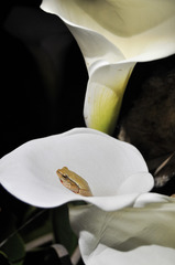 Hyperolius horstockii