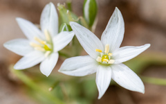 Ornithogalum montanum