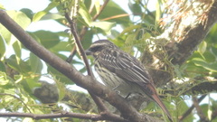 Myiodynastes maculatus