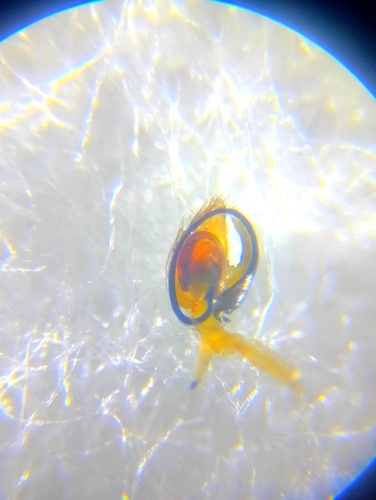 Shikibutyna mongolica