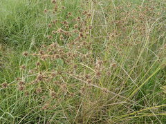 Cyperus elegans