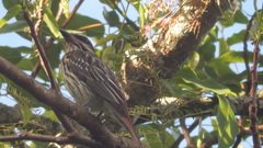 Myiodynastes maculatus