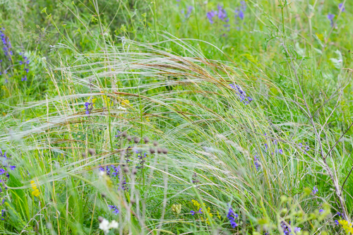 golden feather grass (Stipa pulcherrima)