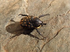 Hypselogenia geotrupina geotrupina