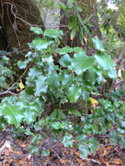 Prunus ilicifolia ilicifolia