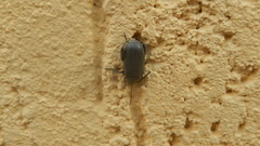 Coleoptera