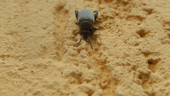 Coleoptera