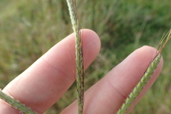 Dichanthium aristatum
