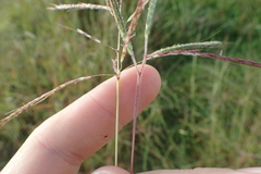 Dichanthium aristatum