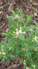 Pimelea tomentosa