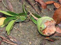 Melodinus suaveolens