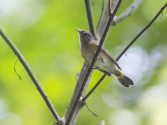 Setophaga ruticilla