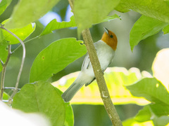 Thlypopsis fulviceps