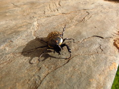 Hypselogenia geotrupina geotrupina