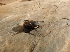 Hypselogenia geotrupina geotrupina