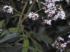 Ormosia semicastrata