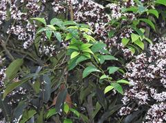 Ormosia semicastrata