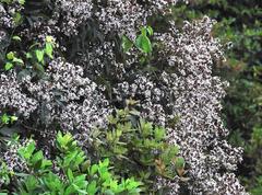 Ormosia semicastrata