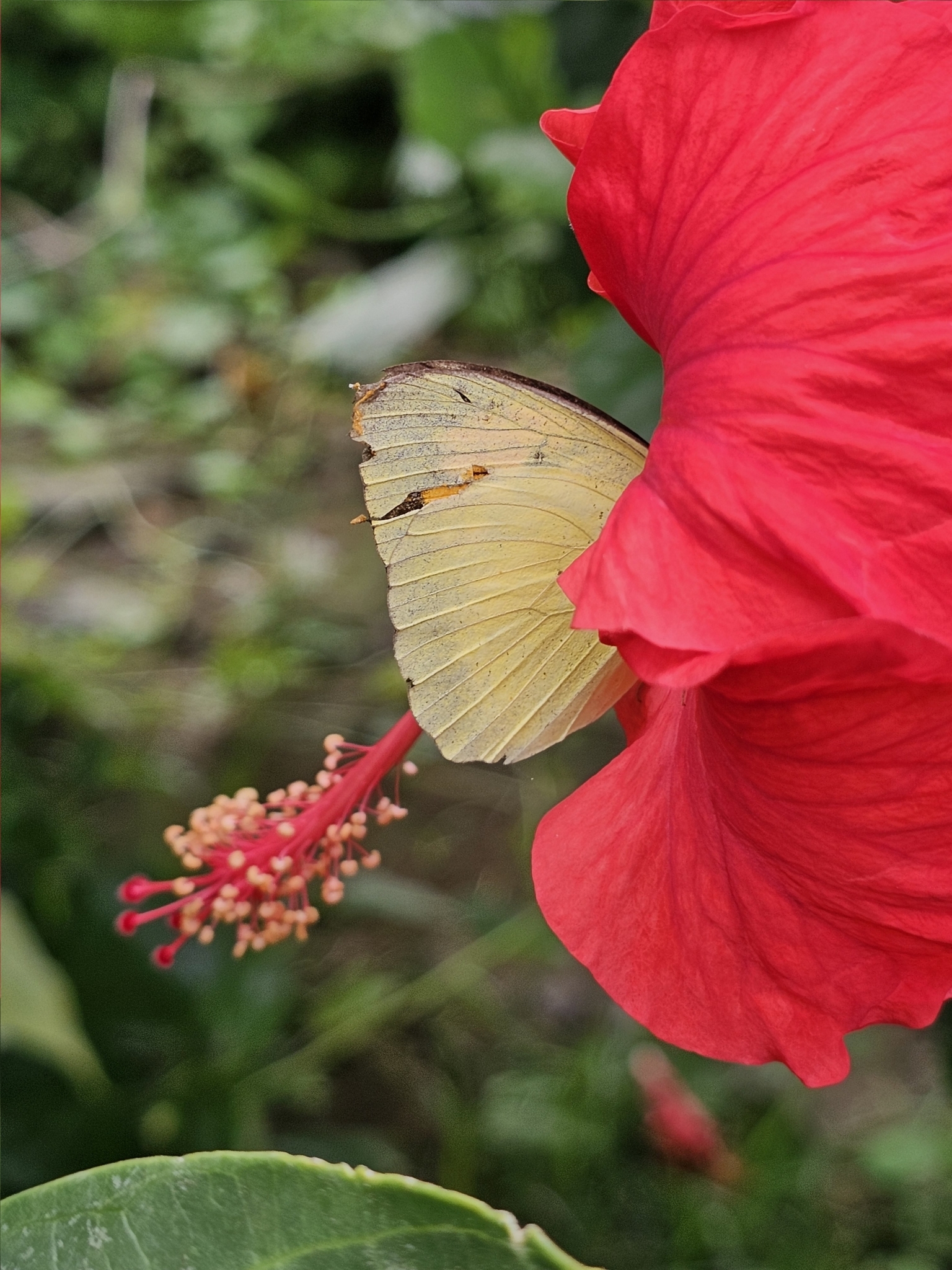 Yellow Orange-Tip