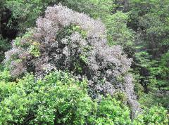 Ormosia semicastrata
