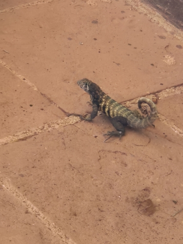 Northern Curly-tailed Lizard