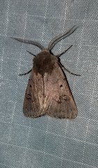 Eucoptocnemis fimbriaris