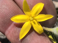 Hypoxis longifolia