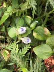 Rungia chinensis