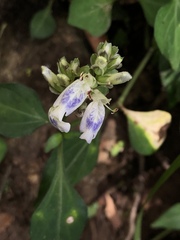 Rungia chinensis
