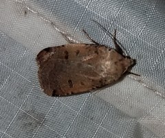 Abagrotis cupida