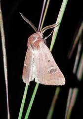 Eucoptocnemis fimbriaris