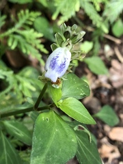 Rungia chinensis