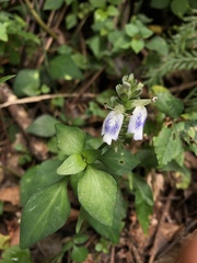 Rungia chinensis