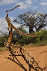Psammophis subtaeniatus