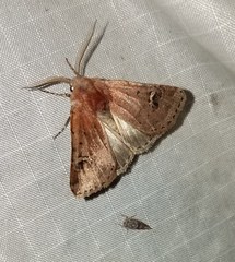 Eucoptocnemis fimbriaris